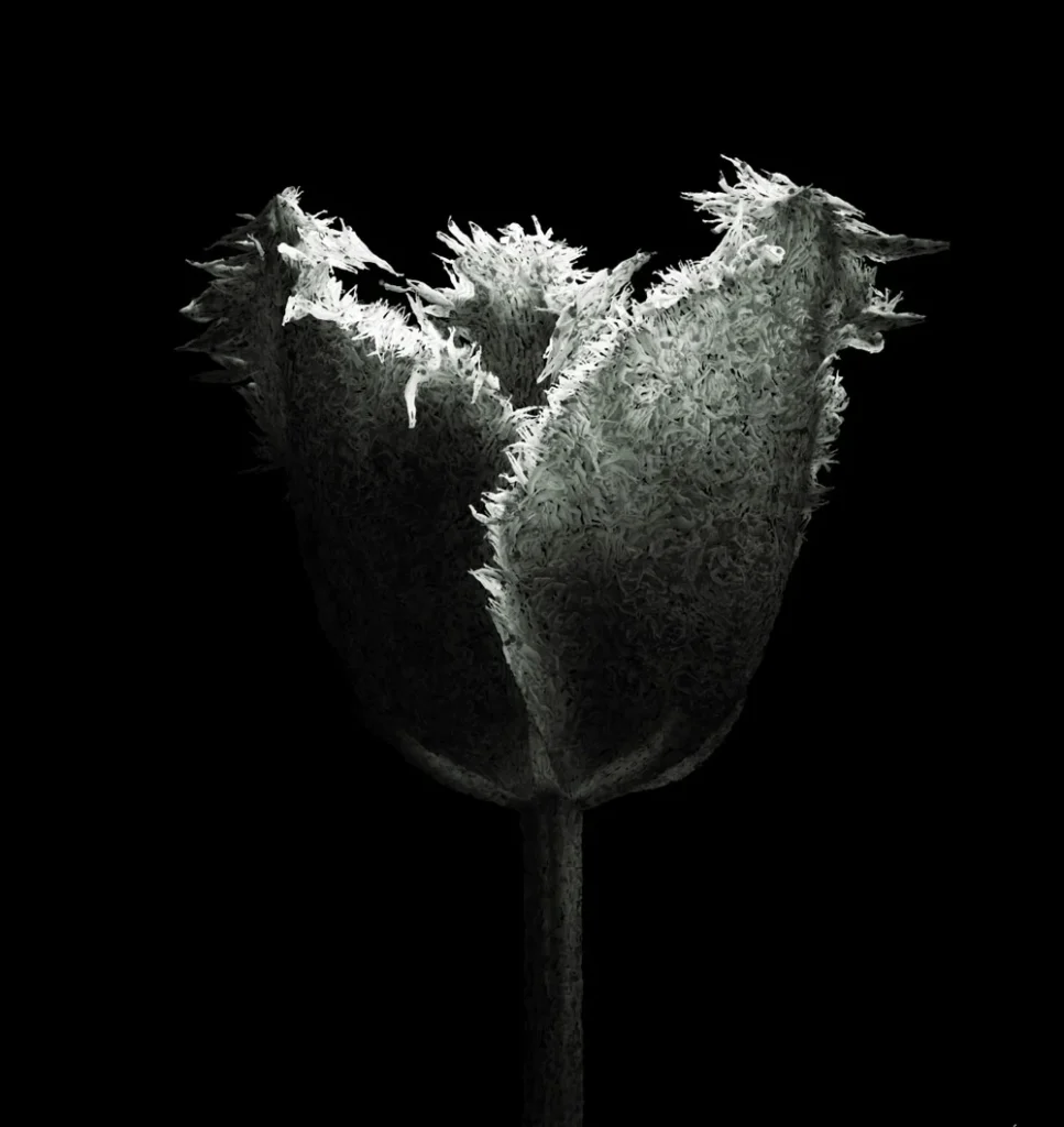 Angelo Musco Interview