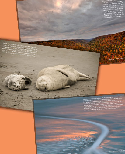 image showing creative interpretations of nature