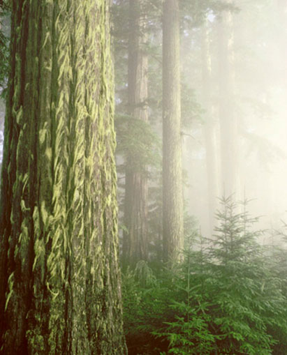 An image of trees in the woods