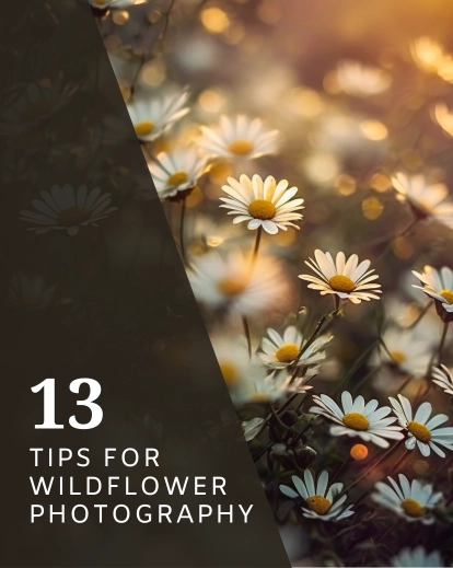 wildflowers photography