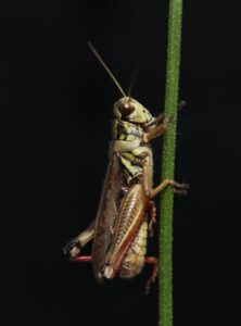 professional wildlife photography - Hayden’s Winning Photograph future