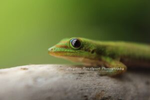 professional wildlife photography - heavily centered on nature