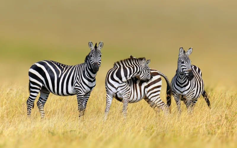 Photos for wildlife, natural images guide