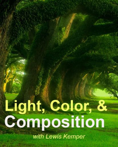 image of a dense green forest