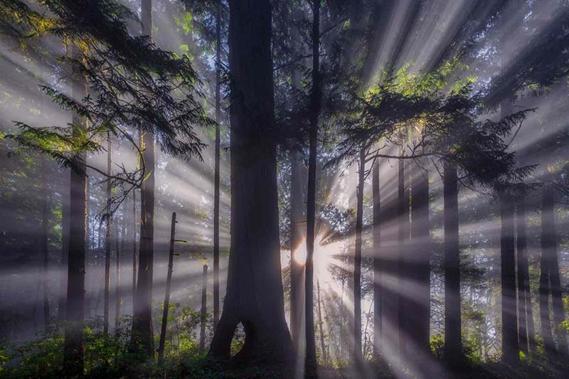 Richard Bernabe Captures :Rays Of Joy