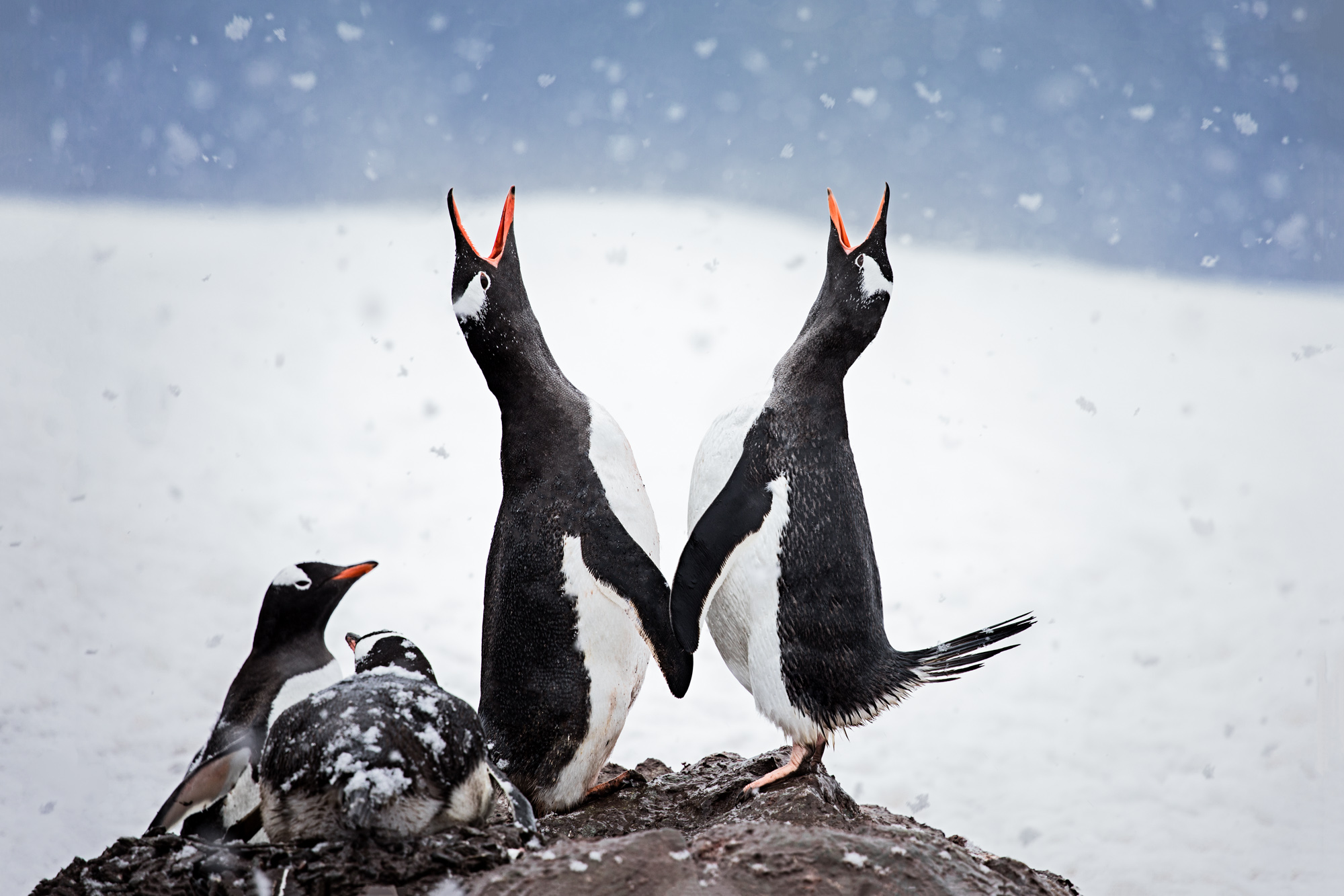Richard Bernabe Captures: Catching Snowflakes