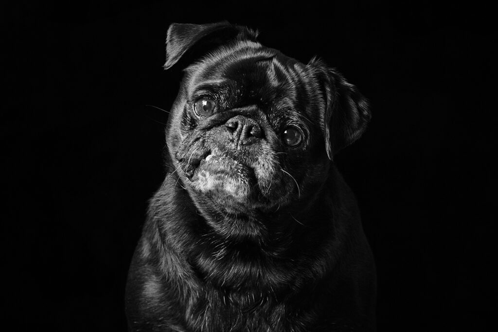 Emma O'Brien pug