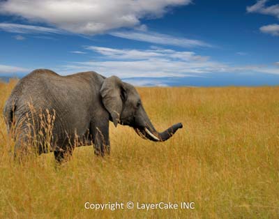 digital backgrounds for photoshop wild africa preview before