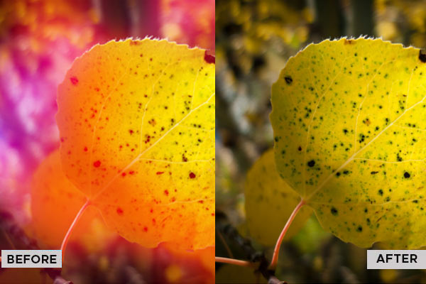 best plugin for photographers