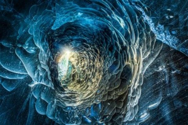 abstract marine flora and fauna image