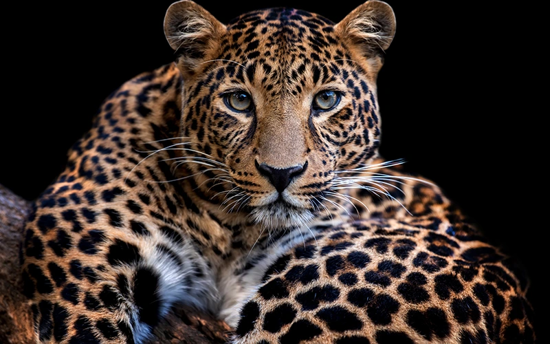 Animal Affinity Presets, affinity photo editing tools, affinity photo color presets, affinity photo 2 presets