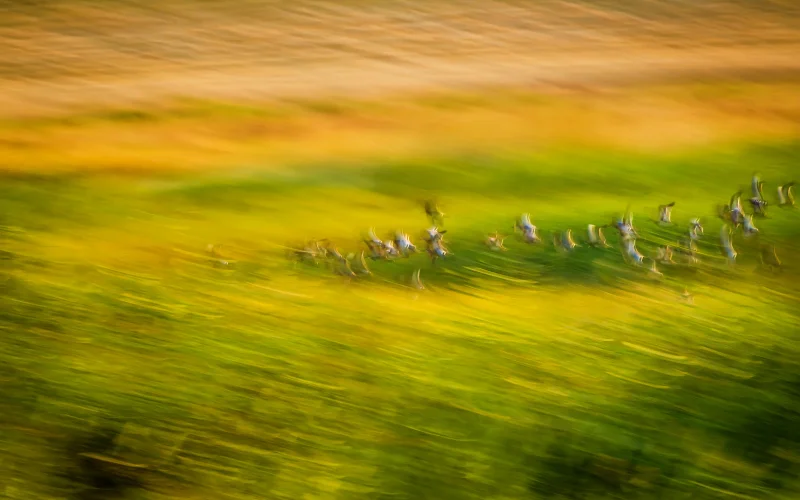 motion photography ideas - windy grass