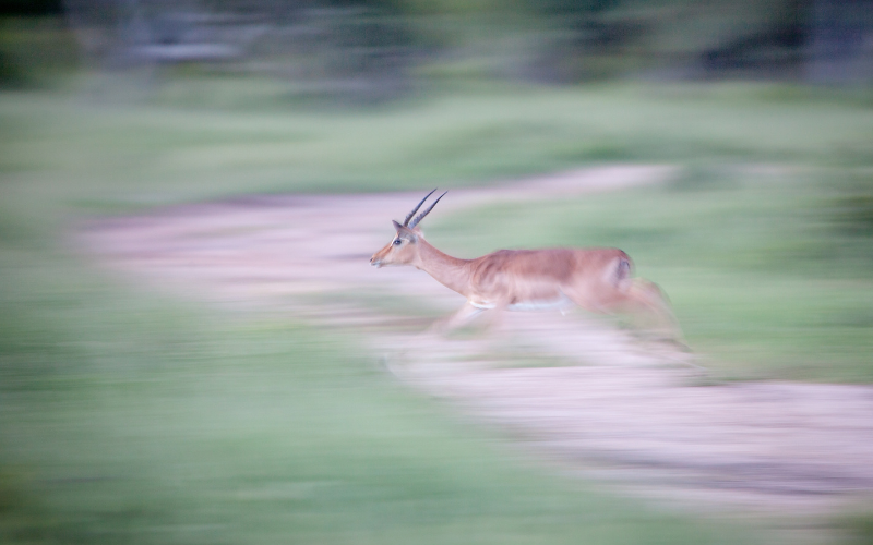 motion photography image of a deer running fast, Panning Technique, motion photography ideas
