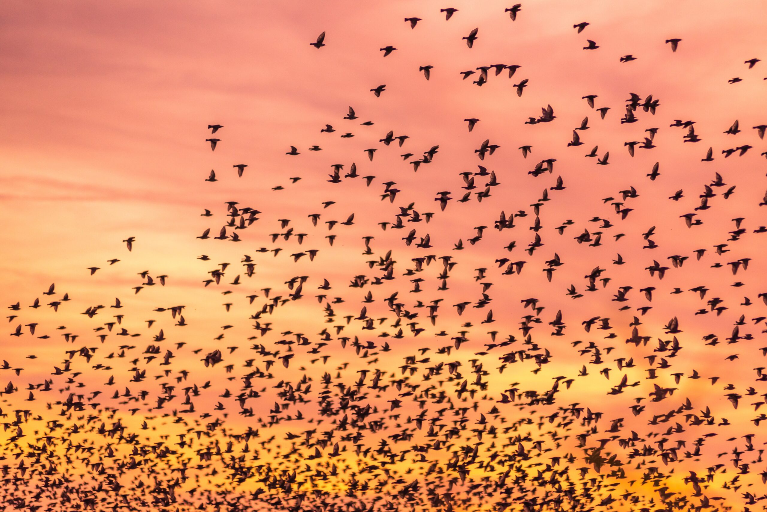 wildlife photography birds