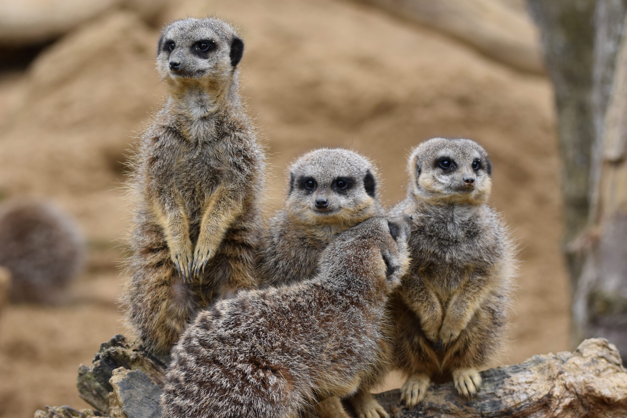 an image of meerkats