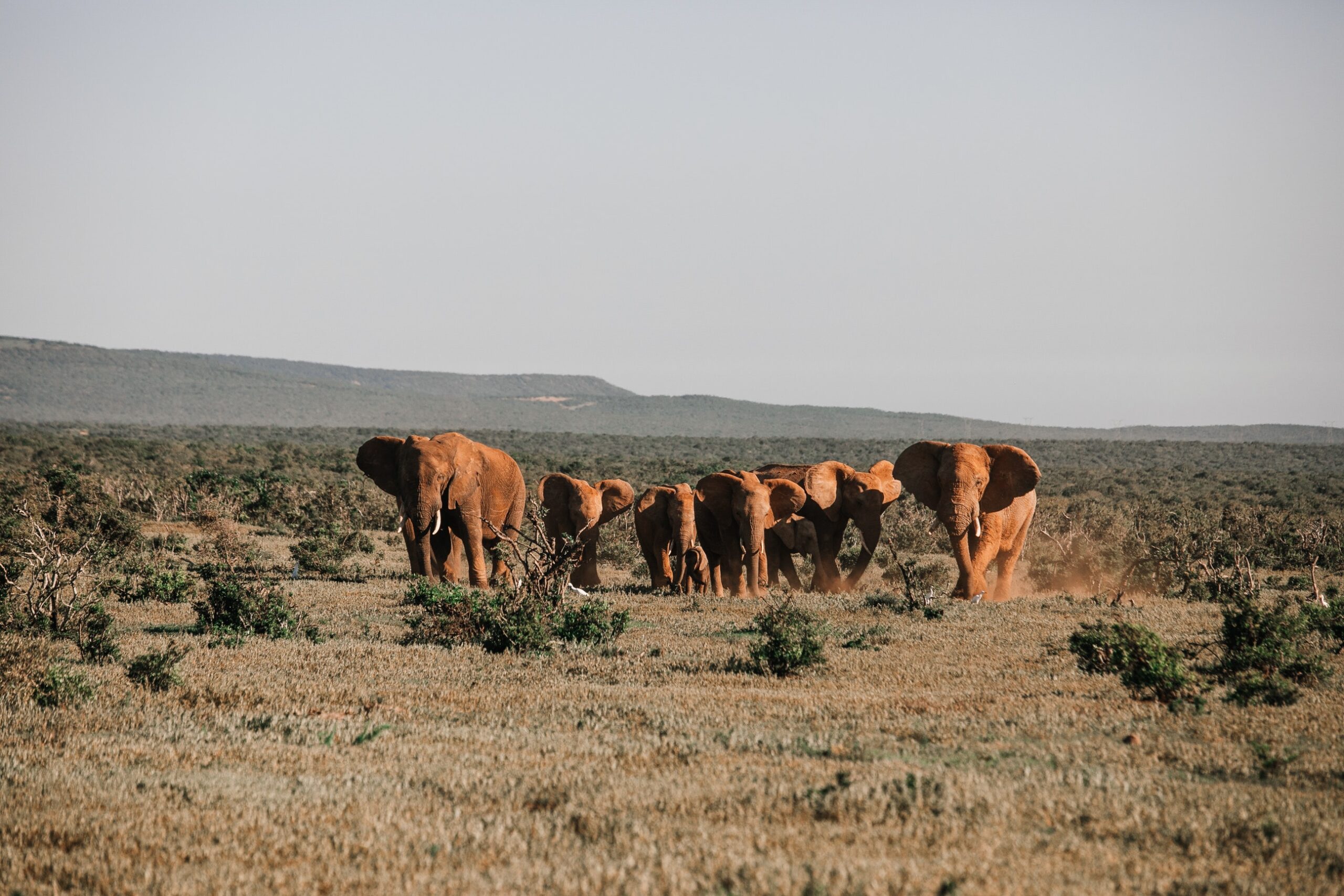 an image of elephants in savanna