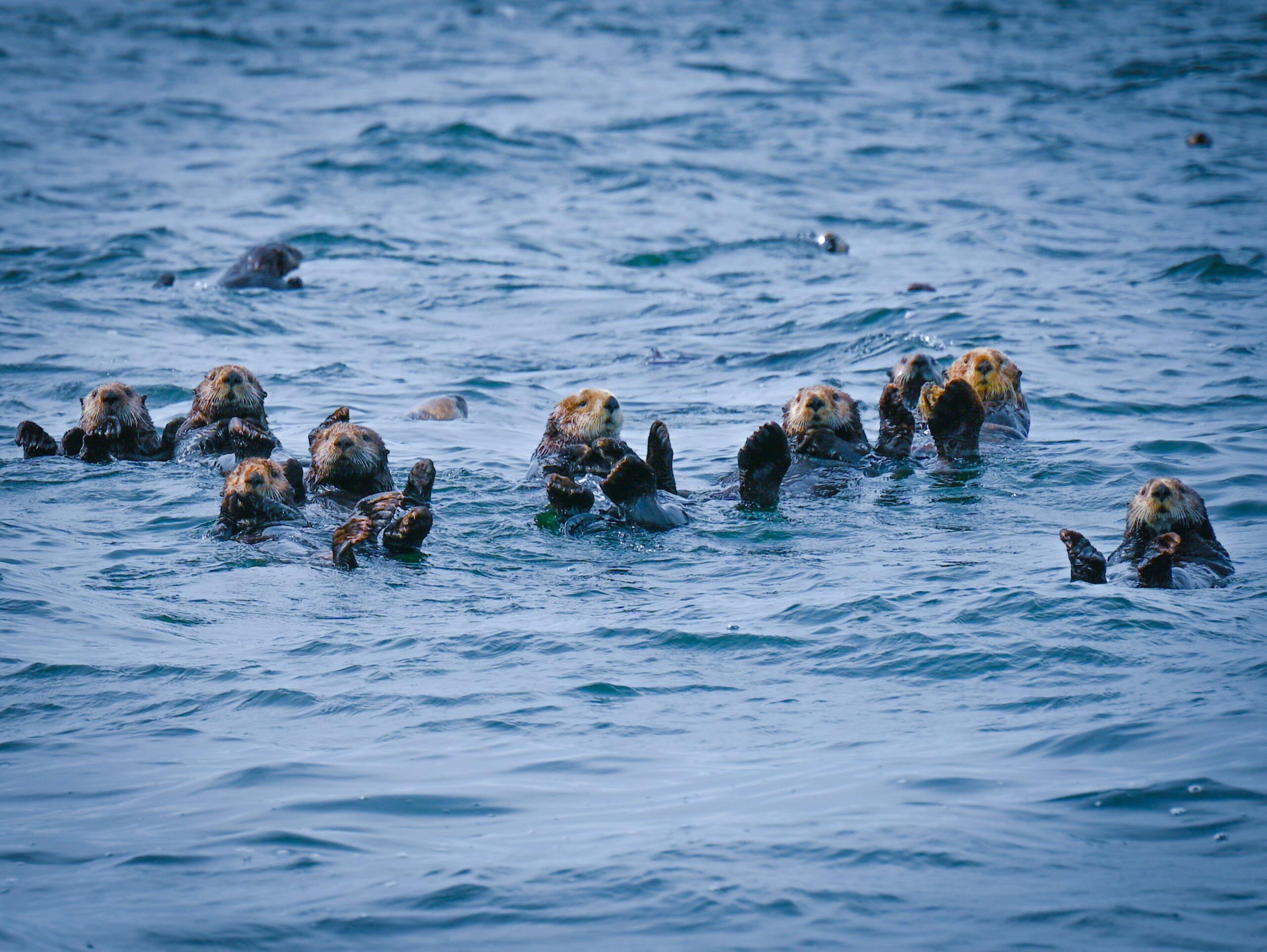 an image of otters inside water