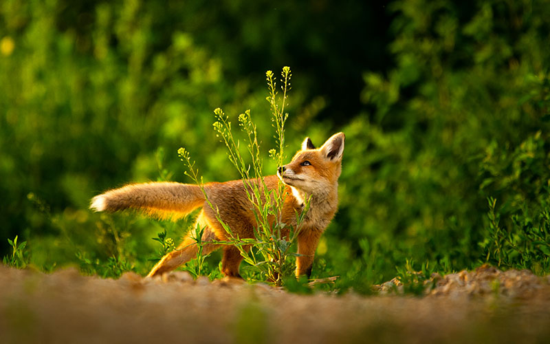 festive spark overlay, dreamy spark overlay, night spark overlay