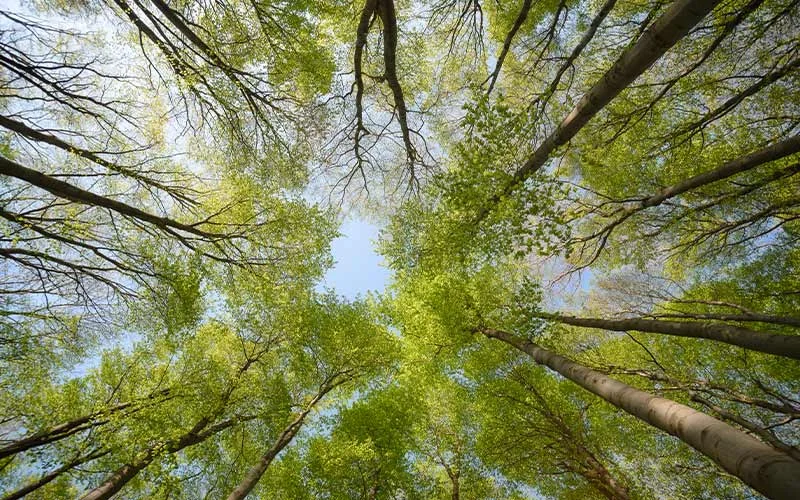 free prism light overlays, free sunset light overlays, flare effects download