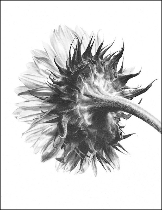 fine art portrait photographer work