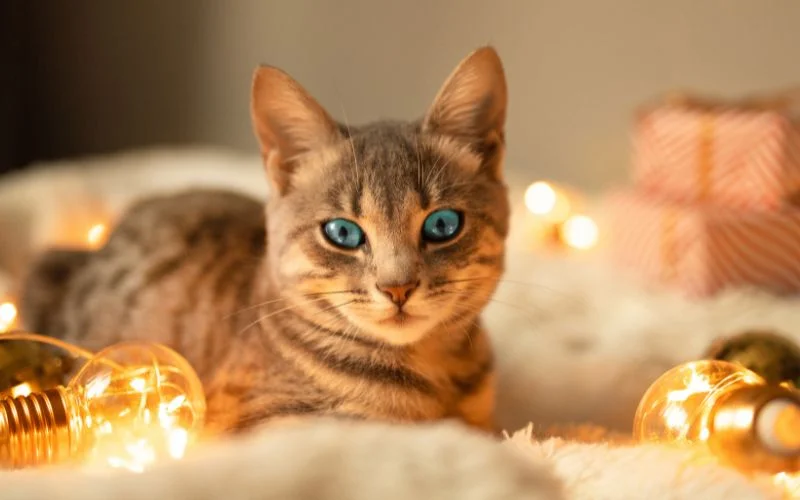 an AI generated illustration of a cat -Midjourney AI free prompt tips