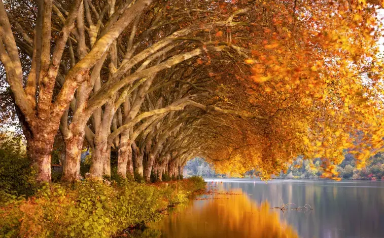 digital photo software suite before