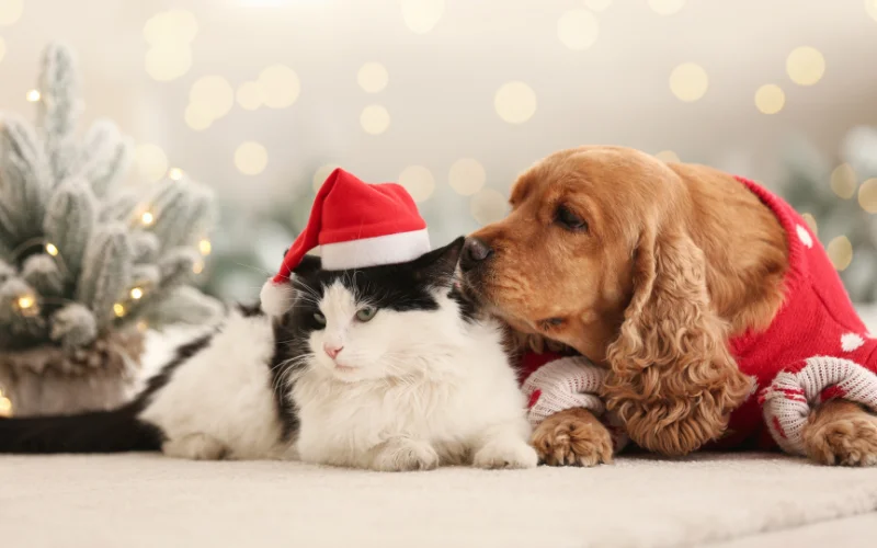 Furry friends pose for Christmas
