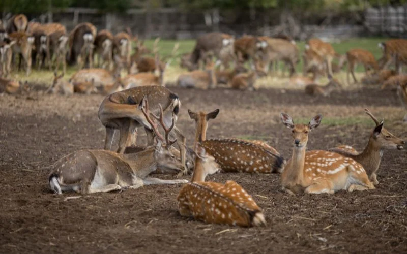 iphone photography tips