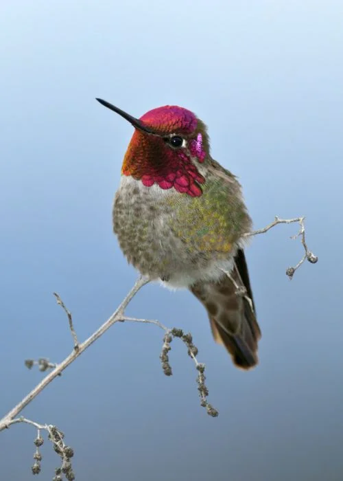 bird photography by alister benn