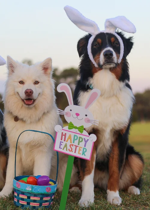 pet easter bunny photos