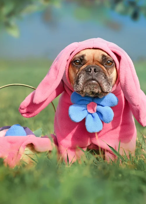 easter bunny photoshoot