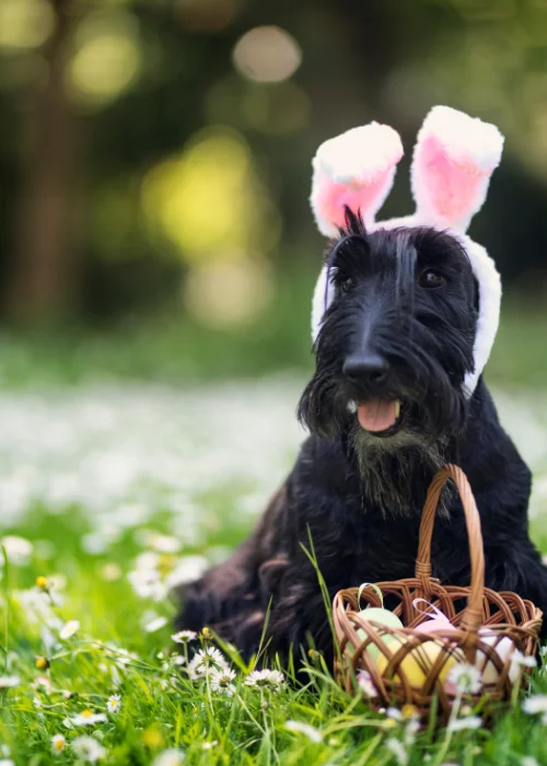 a dog in a cute costume