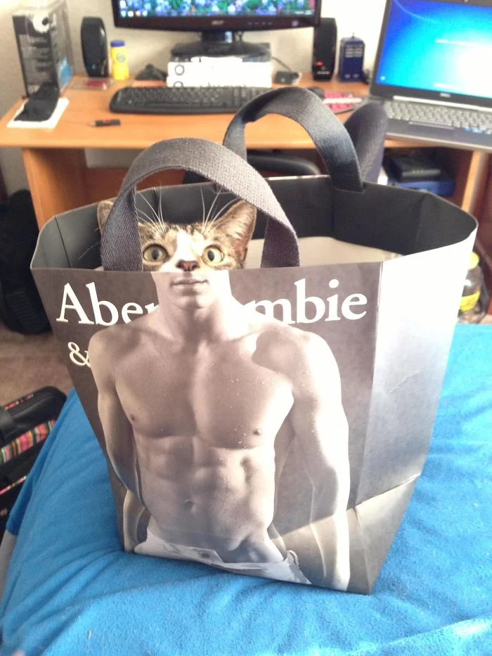 cat in a bag - perfectly timed photos funny