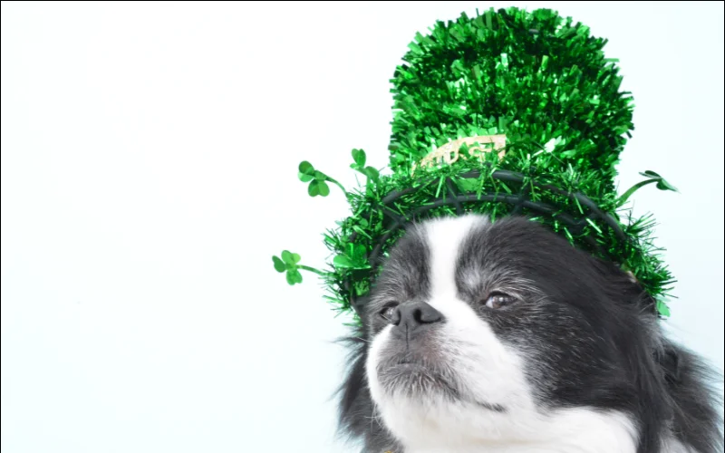 dog wearing a tinsel hat on St Patrick's day