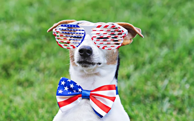 Involve your pets in the patriotic shoot