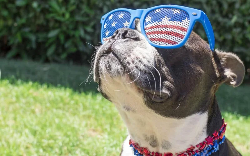 4th of july picture ideas for your pets