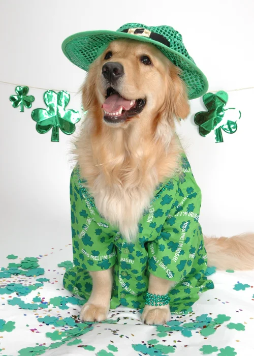 a dog dressed up for saint patrick's day
