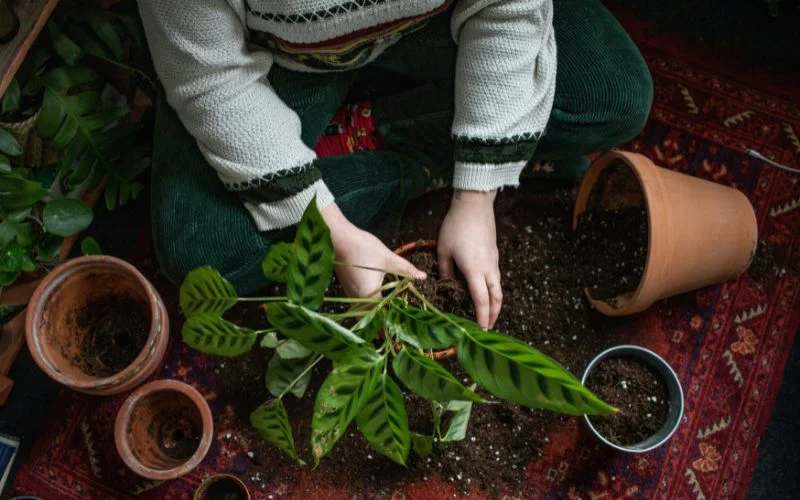 clos up shot of a gardener