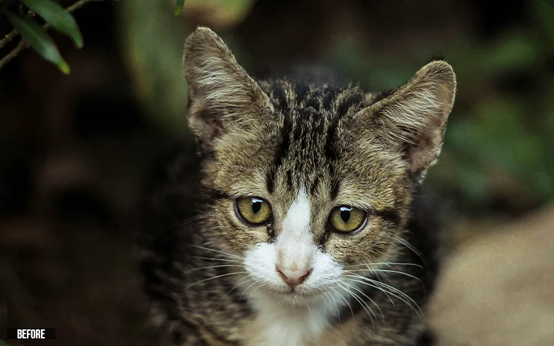 camera raw animal presets, wildlife camera raw presets, pet photography presets