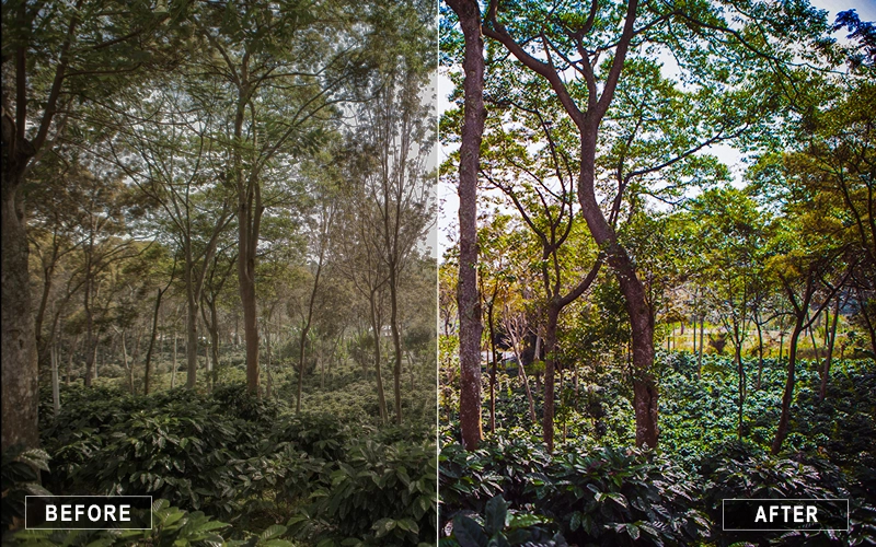 jungle landscape lightroom presets