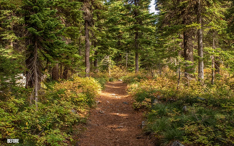 before: Forest Nature Preset LUTs