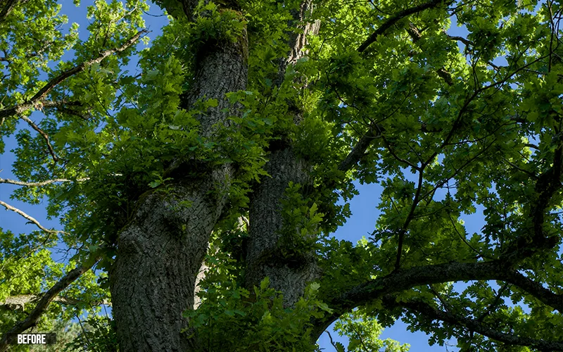 before: Green Leaf Overlays