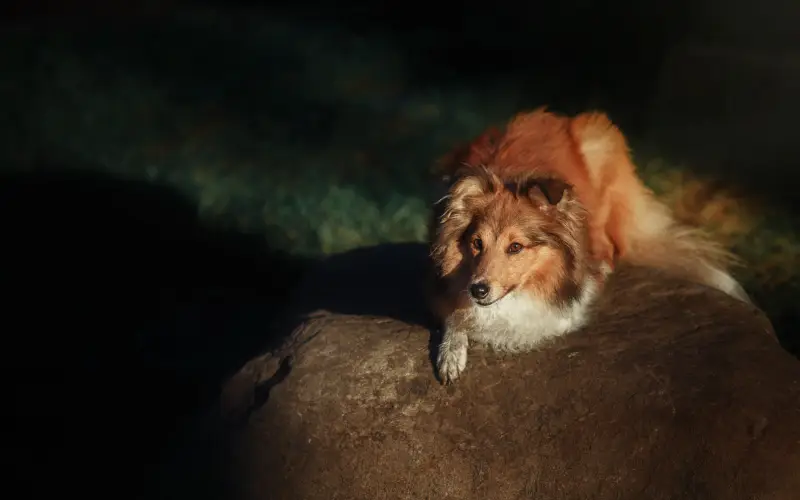 fireflies effects, glowing overlays, night light overlays