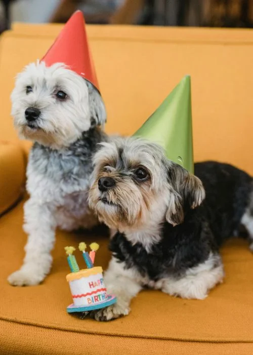 birthday party theme shoot for dogs