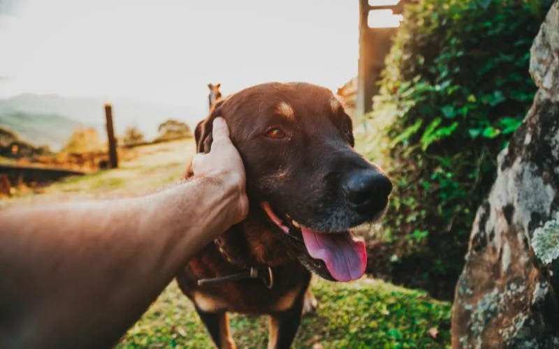 dog photoshoot ideas featured image