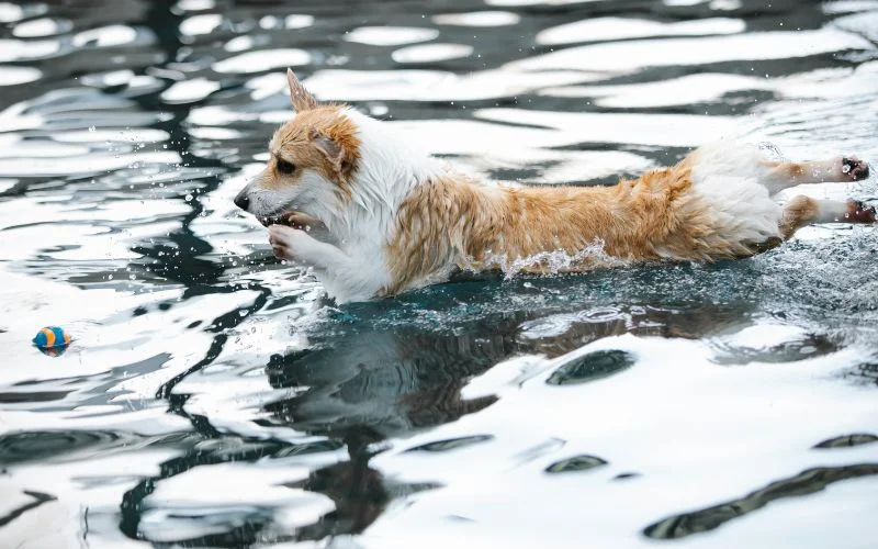 dog photoshoot ideas in water