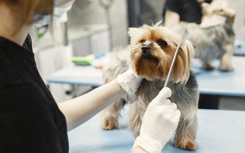 capture before and after grooming shots