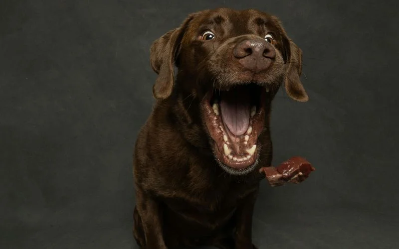 take shot while your pet is enjoying a treat