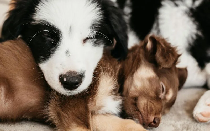 capture candid shots while napping