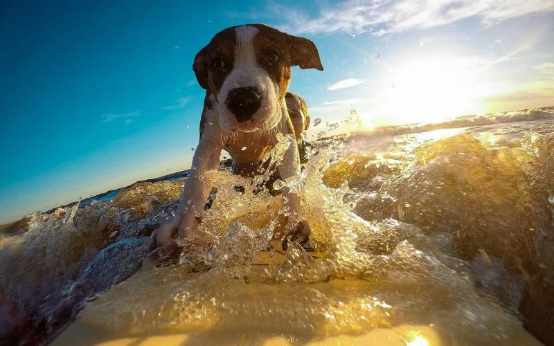 capture while surfing